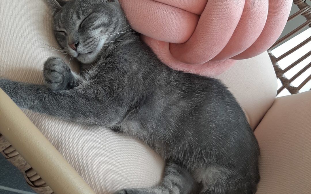 Tootsie