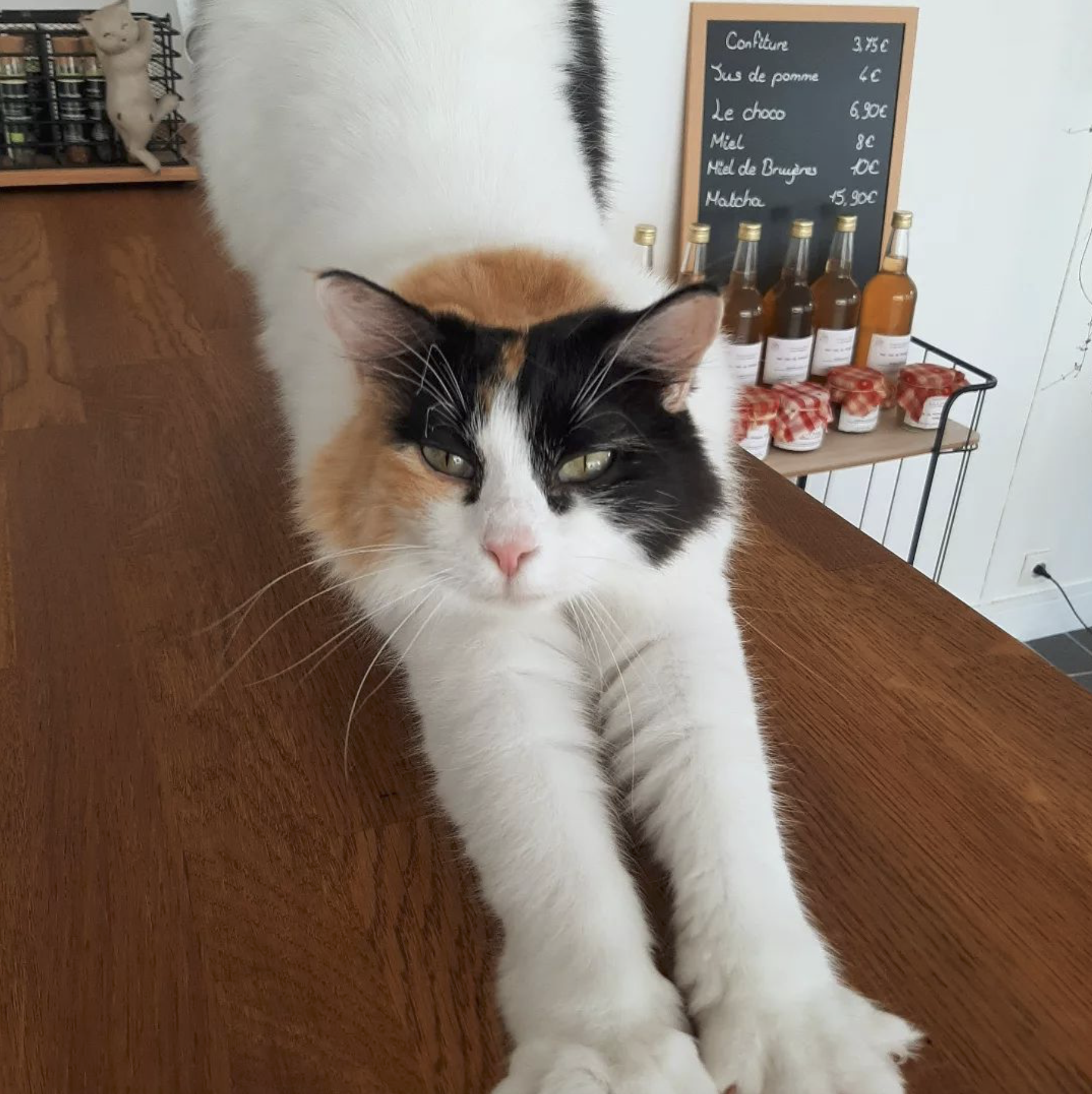 Mascotte du salon de thé - Ô Chat Beau Thé à Saint-Chéron