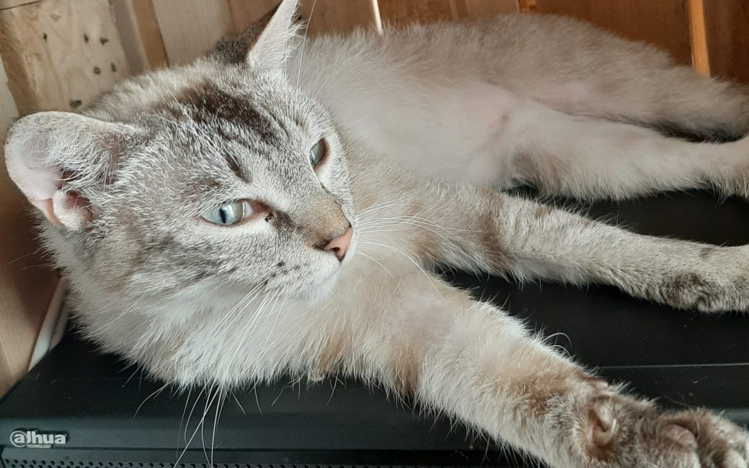 Taïla
